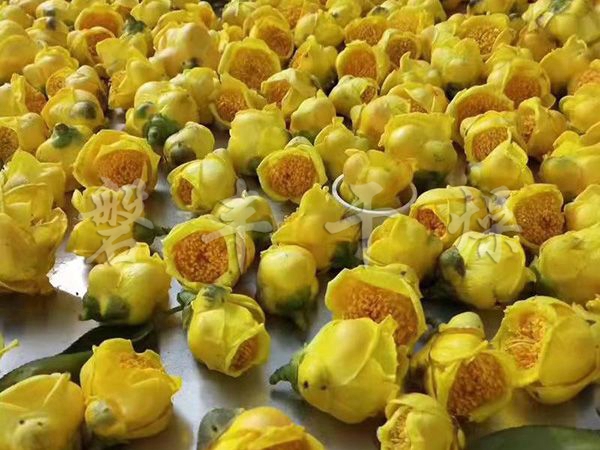 花絮凍干機(jī)